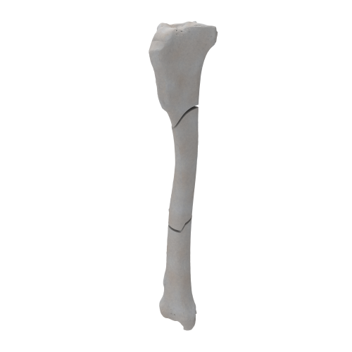renderowanie kosci.351