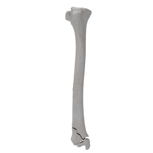 renderowanie kosci.377