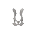 Pelvis 01 1