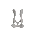 Pelvis 01 2