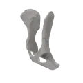 Pelvis 01 4