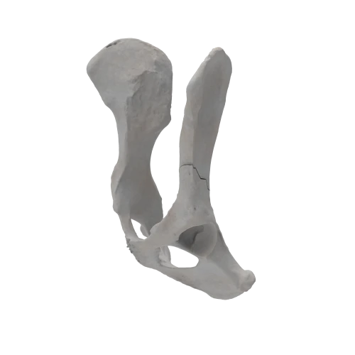 Pelvis 01 4