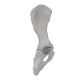 renderowanie kosci.200