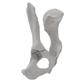 renderowanie kosci.202