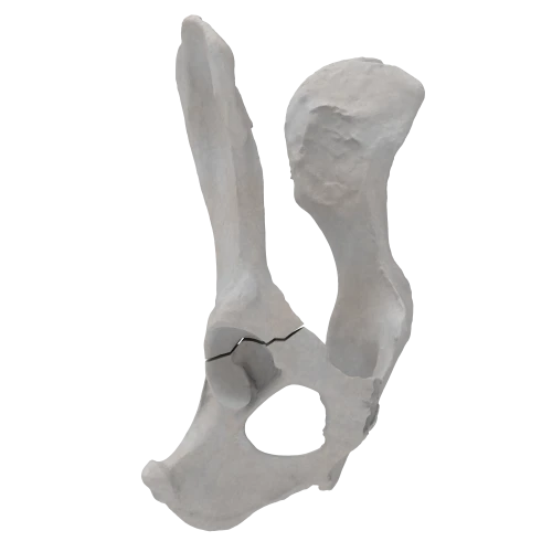 renderowanie kosci.202