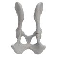 renderowanie kosci.204
