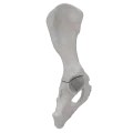 renderowanie kosci.205