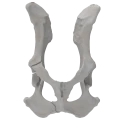 renderowanie kosci.208