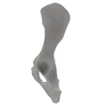 renderowanie kosci.211