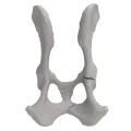 renderowanie kosci.209