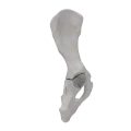 renderowanie kosci.210