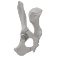 renderowanie kosci.212
