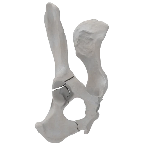 renderowanie kosci.212