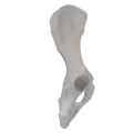 renderowanie kosci.215
