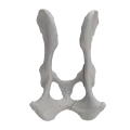 renderowanie kosci.214