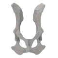 renderowanie kosci.213