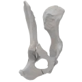 renderowanie kosci.217