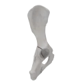 renderowanie kosci.220