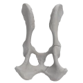 renderowanie kosci.219