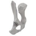 renderowanie kosci.222