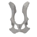 renderowanie kosci.218