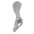renderowanie kosci.225
