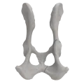 renderowanie kosci.224