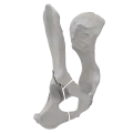 renderowanie kosci.227