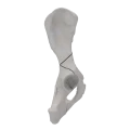 renderowanie kosci.230