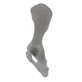 renderowanie kosci.231