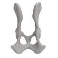 renderowanie kosci.229