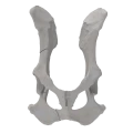 renderowanie kosci.228