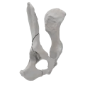 renderowanie kosci.232