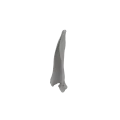 Scapula 01 5