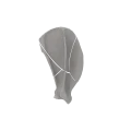 Scapula 04 1