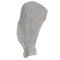 Scapula 07 7