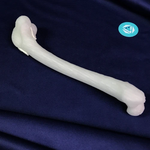Femur 07 5