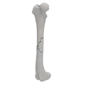 renderowanie kosci.182