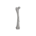Femur 04 3