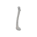 Femur 04 4