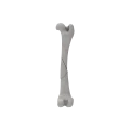 Femur 04 2