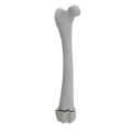 renderowanie kosci.189