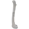 renderowanie kosci.185
