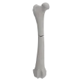 renderowanie kosci.184