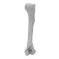 renderowanie kosci.395