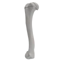 renderowanie kosci.390