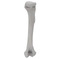 renderowanie kosci.391