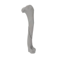 renderowanie kosci.382