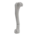 renderowanie kosci.234