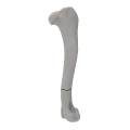 renderowanie kosci.233